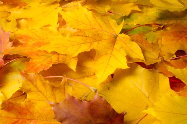 Sonbahar doku. Renkli akçaağaç yaprakları. Fenomen genellikle sonbahar renkleri veya İngiliz İngilizcesi ve sonbahar renkleri, sonbahar yaprakları veya sadece yeşillik sonbahar yaprakları Amerikan İngilizce olarak adlandırılır.