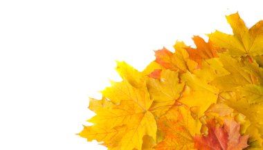 Sonbahar doku. Renkli akçaağaç yaprakları. Fenomen genellikle sonbahar renkleri veya İngiliz İngilizcesi ve sonbahar renkleri, sonbahar yaprakları veya sadece yeşillik sonbahar yaprakları Amerikan İngilizce olarak adlandırılır.