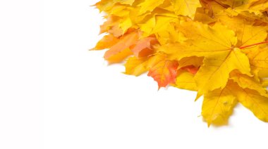 Sonbahar doku. Renkli akçaağaç yaprakları. Fenomen genellikle sonbahar renkleri veya İngiliz İngilizcesi ve sonbahar renkleri, sonbahar yaprakları veya sadece yeşillik sonbahar yaprakları Amerikan İngilizce olarak adlandırılır.