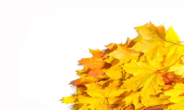 Doku, arka plan, desen. Sonbahar akçaağaç yaprağı, açık renkler, beyaz arka plan üzerinde izole 