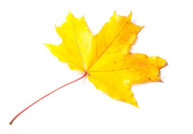 Doku, arka plan, desen. Sonbahar akçaağaç yaprağı, açık renkler, beyaz arka plan üzerinde izole 