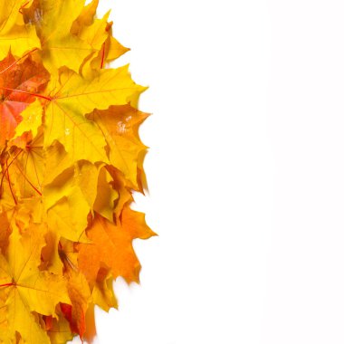 Sonbahar doku. Renkli akçaağaç yaprakları. Fenomen genellikle sonbahar renkleri veya İngiliz İngilizcesi ve sonbahar renkleri, sonbahar yaprakları veya sadece yeşillik sonbahar yaprakları Amerikan İngilizce olarak adlandırılır.