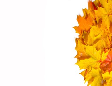 Sonbahar doku. Renkli akçaağaç yaprakları. Fenomen genellikle sonbahar renkleri veya İngiliz İngilizcesi ve sonbahar renkleri, sonbahar yaprakları veya sadece yeşillik sonbahar yaprakları Amerikan İngilizce olarak adlandırılır.