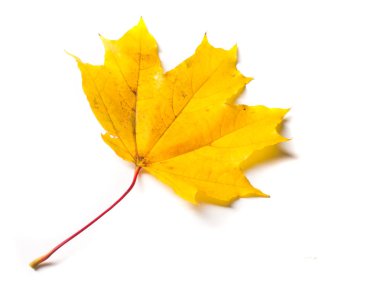 Doku, arka plan, desen. Sonbahar akçaağaç yaprağı, açık renkler, beyaz arka plan üzerinde izole 