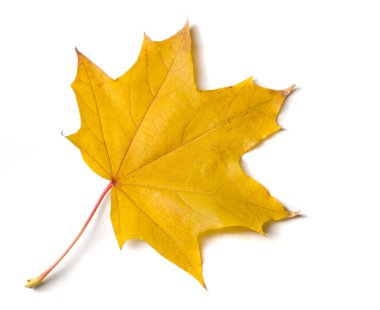 Doku, arka plan, desen. Sonbahar akçaağaç yaprağı, açık renkler, beyaz arka plan üzerinde izole 