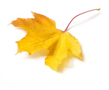 Sonbahar doku. Renkli akçaağaç yaprakları. Fenomen genellikle sonbahar renkleri veya İngiliz İngilizcesi ve sonbahar renkleri, sonbahar yaprakları veya sadece yeşillik sonbahar yaprakları Amerikan İngilizce olarak adlandırılır.