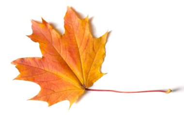 Doku, arka plan, desen. Sonbahar akçaağaç yaprağı, açık renkler, beyaz arka plan üzerinde izole 