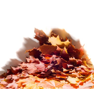 Doku, arka plan, desen. Sonbahar akçaağaç yaprağı, açık renkler, beyaz arka plan üzerinde izole 