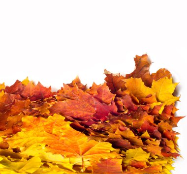 Sonbahar doku. Renkli akçaağaç yaprakları. Fenomen genellikle sonbahar renkleri veya İngiliz İngilizcesi ve sonbahar renkleri, sonbahar yaprakları veya sadece yeşillik sonbahar yaprakları Amerikan İngilizce olarak adlandırılır.