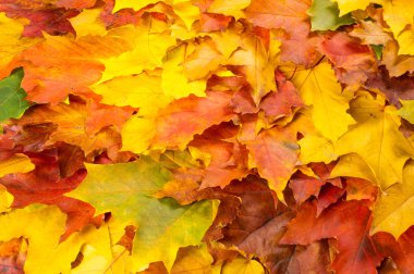 Doku, arka plan, desen. Sonbahar akçaağaç yaprağı, açık renkler, beyaz arka plan üzerinde izole 