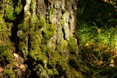doku, arka plan, desen. Eski güdük yosun kaplı