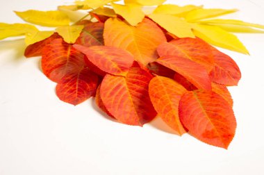 Doku, arka plan, desen. Çok renkli beyaz bir arka plan üzerinde yaprak