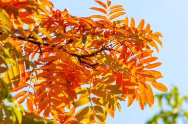 Rowan parlak parlak renkli, parlak yaprakları. Masaüstü duvar kağıdı. özellikle Avrupa Sorbus aucuparia üvez.