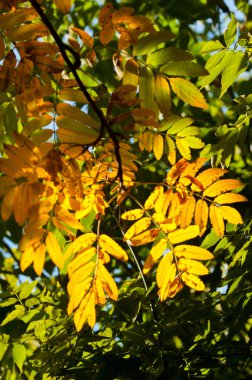 Rowan parlak parlak renkli, parlak yaprakları. Masaüstü duvar kağıdı. özellikle Avrupa Sorbus aucuparia üvez.