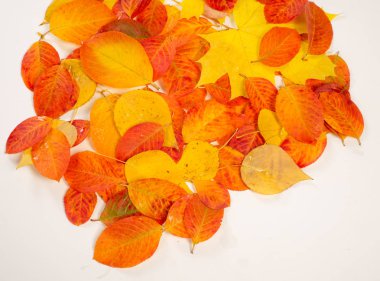 Doku, arka plan, desen. Çok renkli beyaz bir arka plan üzerinde yaprak