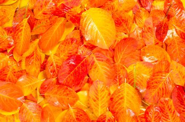 Doku, arka plan, desen. Çok renkli beyaz bir arka plan üzerinde yaprak