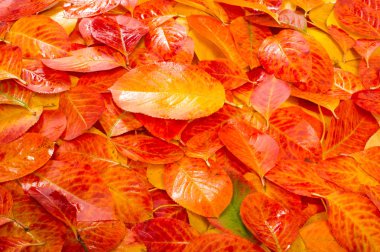 Doku, arka plan, desen. Çok renkli beyaz bir arka plan üzerinde yaprak