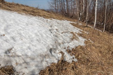 Bahar manzara. bahar alanında son kar. engebeli arazi. ağaçların yaprakları olmadan. ilk sıcak günleridir