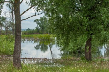 sel suları bastığında. bir sel sonucu olarak taşan su. Yüksek kaynak suyu. Baharın başlangıcı nehrinde güneşli bir günde. Bulutlar cennet. Bahar manzara. Bahar geliyor.