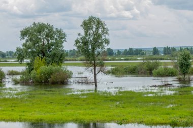 sel suları bastığında. bir sel sonucu olarak taşan su. Yüksek kaynak suyu. Baharın başlangıcı nehrinde güneşli bir günde. Bulutlar cennet. Bahar manzara. Bahar geliyor.
