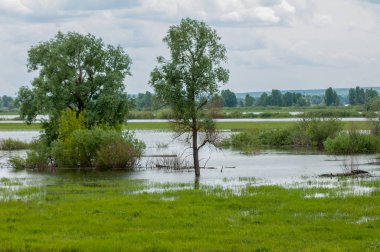 sel suları bastığında. bir sel sonucu olarak taşan su. Yüksek kaynak suyu. Baharın başlangıcı nehrinde güneşli bir günde. Bulutlar cennet. Bahar manzara. Bahar geliyor.