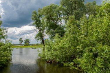 Sel. Doğal afet - sahilden kaynaklı su ile kara sel. Çalılar, ağaçlar su vardır. Sigorta yardımları alınmasından