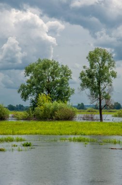 sel suları bastığında. bir sel sonucu olarak taşan su. Yüksek kaynak suyu. Baharın başlangıcı nehrinde güneşli bir günde. Bulutlar cennet. Bahar manzara. Bahar geliyor.