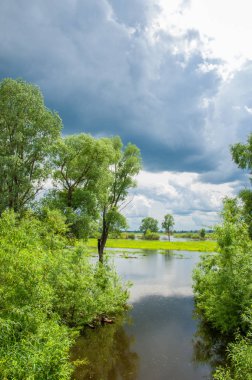 Sel. Doğal afet - sahilden kaynaklı su ile kara sel. Çalılar, ağaçlar su vardır. Sigorta yardımları alınmasından