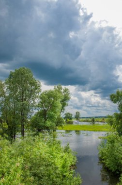 Sel. Doğal afet - sahilden kaynaklı su ile kara sel. Çalılar, ağaçlar su vardır. Sigorta yardımları alınmasından