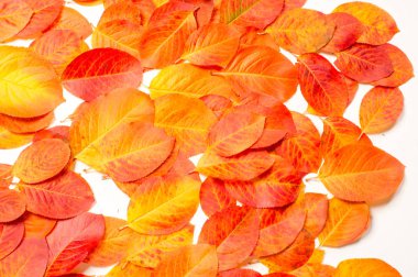 Doku, arka plan, desen. Kırmızı yaprakları. Sonbahar boyama. arka planını sonbahar yaprakları