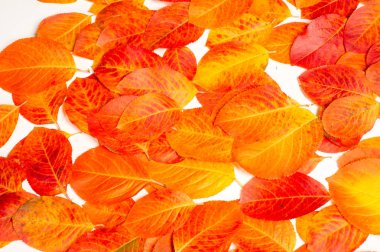 Doku, arka plan, desen. Kırmızı yaprakları. Sonbahar boyama. arka planını sonbahar yaprakları