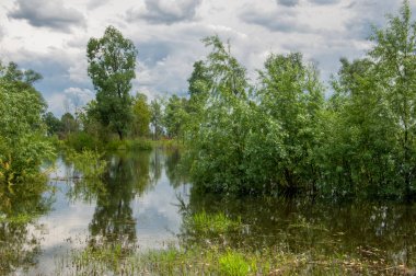 Sel. Doğal afet - sahilden kaynaklı su ile kara sel. Çalılar, ağaçlar su vardır. Sigorta yardımları alınmasından