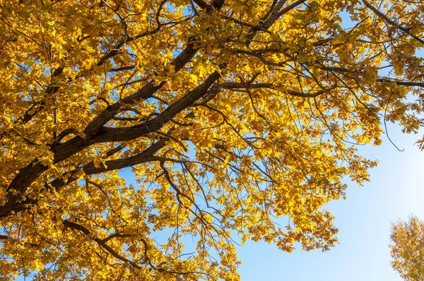 Sonbahar manzara, ağaç meşe akçaağaç sonbahar renkleri, eski çim boyanmıştı. Güzel renkli sonbahar yaprakları yeşil, sarı, turuncu, kırmızı topluluğu