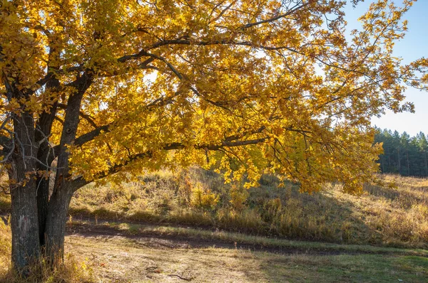 Sonbahar manzara, ağaç meşe akçaağaç sonbahar renkleri, eski çim boyanmıştı. Güzel renkli sonbahar yaprakları yeşil, sarı, turuncu, kırmızı topluluğu