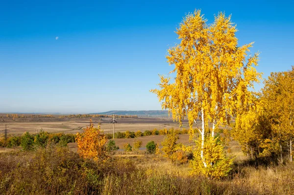 Sonbahar manzara, ağaç meşe akçaağaç sonbahar renkleri, eski çim boyanmıştı. Güzel renkli sonbahar yaprakları yeşil, sarı, turuncu, kırmızı topluluğu