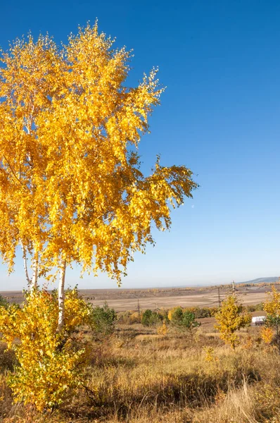 Sonbahar manzara, ağaç meşe akçaağaç sonbahar renkleri, eski çim boyanmıştı. Güzel renkli sonbahar yaprakları yeşil, sarı, turuncu, kırmızı topluluğu