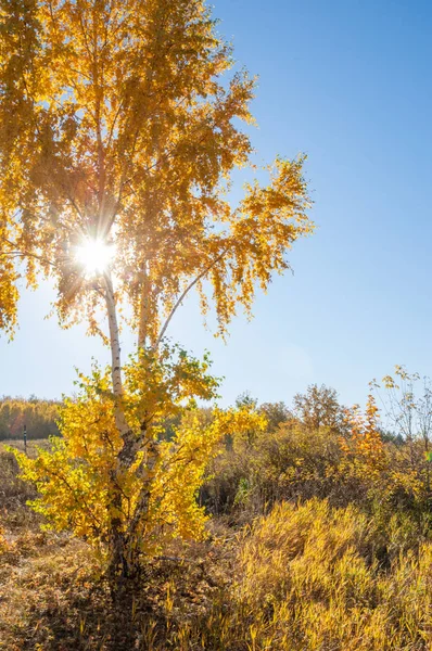 Sonbahar manzara, ağaç meşe akçaağaç sonbahar renkleri, eski çim boyanmıştı. Güzel renkli sonbahar yaprakları yeşil, sarı, turuncu, kırmızı topluluğu