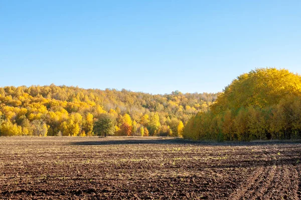 Sonbahar manzara. Alan bir sonbahar ağaç arka plan üzerinde sürme. renkli ağaçlar. kırmızı kahverengi renk sarı, altın. 