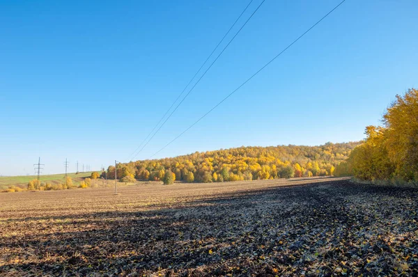 Sonbahar manzara. Alan bir sonbahar ağaç arka plan üzerinde sürme. renkli ağaçlar. kırmızı kahverengi renk sarı, altın. 