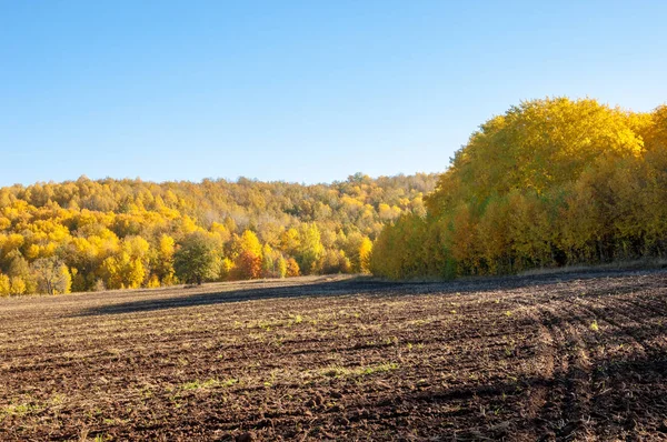 Sonbahar manzara. Alan bir sonbahar ağaç arka plan üzerinde sürme. renkli ağaçlar. kırmızı kahverengi renk sarı, altın. 