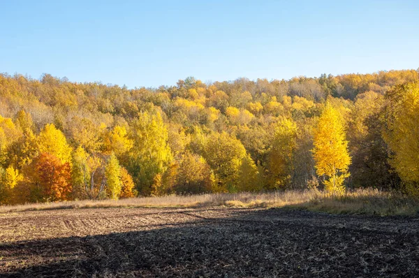Sonbahar manzara. Alan bir sonbahar ağaç arka plan üzerinde sürme. renkli ağaçlar. kırmızı kahverengi renk sarı, altın. 