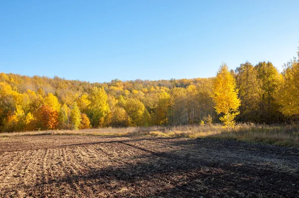Sonbahar manzara. Alan bir sonbahar ağaç arka plan üzerinde sürme. renkli ağaçlar. kırmızı kahverengi renk sarı, altın. 