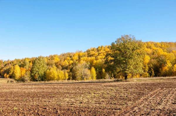 Sonbahar manzara. Alan bir sonbahar ağaç arka plan üzerinde sürme. renkli ağaçlar. kırmızı kahverengi renk sarı, altın. 