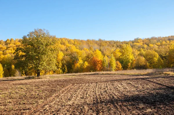 Sonbahar manzara. Alan bir sonbahar ağaç arka plan üzerinde sürme. renkli ağaçlar. kırmızı kahverengi renk sarı, altın. 