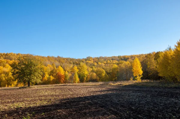 Sonbahar manzara. Alan bir sonbahar ağaç arka plan üzerinde sürme. renkli ağaçlar. kırmızı kahverengi renk sarı, altın. 
