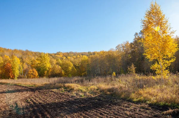 Sonbahar manzara. Alan bir sonbahar ağaç arka plan üzerinde sürme. renkli ağaçlar. kırmızı kahverengi renk sarı, altın. 