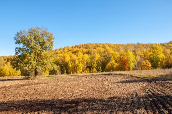Sonbahar manzara. Alan bir sonbahar ağaç arka plan üzerinde sürme. renkli ağaçlar. kırmızı kahverengi renk sarı, altın. 