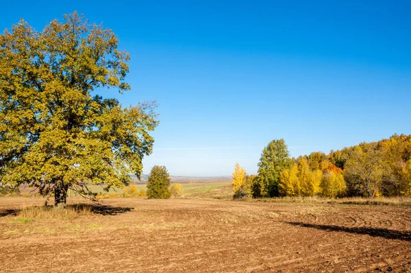 Sonbahar manzara. Alan bir sonbahar ağaç arka plan üzerinde sürme. renkli ağaçlar. kırmızı kahverengi renk sarı, altın. 