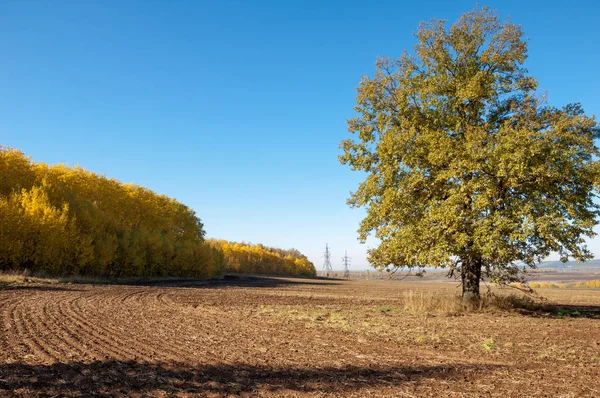 Sonbahar manzara. Alan bir sonbahar ağaç arka plan üzerinde sürme. renkli ağaçlar. kırmızı kahverengi renk sarı, altın. 