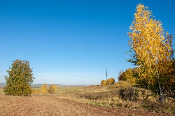 Sonbahar manzara. Alan bir sonbahar ağaç arka plan üzerinde sürme. renkli ağaçlar. kırmızı kahverengi renk sarı, altın. 